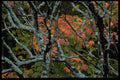 421005 Branches And Maple Leaves A4 Photo Print