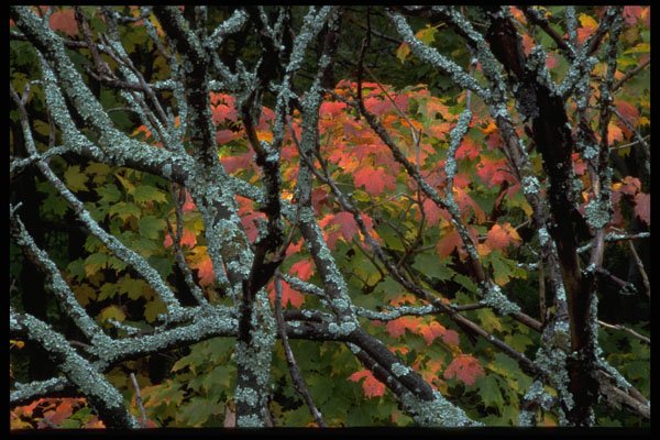 421005 Branches And Maple Leaves A4 Photo Print
