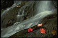 421006 Waterfall And Maple Leaves A4 Photo Print