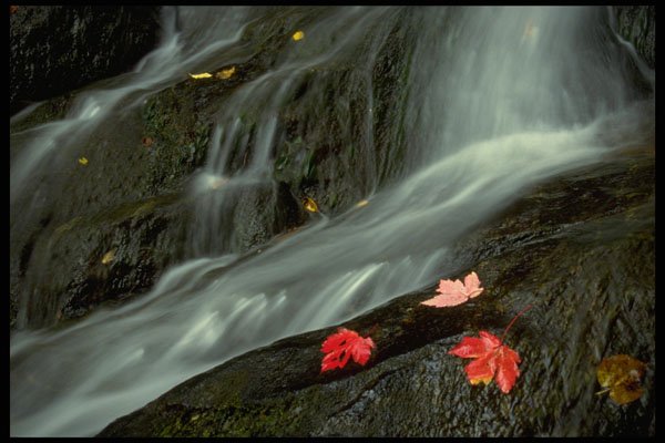 421006 Waterfall And Maple Leaves A4 Photo Print