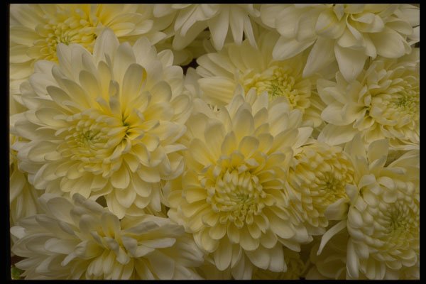 421007 White Chrysanthemums A4 Photo Print