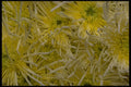 421008 White Spider Chrysanthemums A4 Photo Print