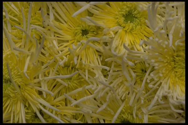 421008 White Spider Chrysanthemums A4 Photo Print