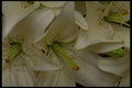 421009 White Lilies A4 Photo Print