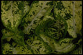 421010 Dieffenbachia Plants A4 Photo Print