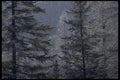 421011 Hoar frost A4 Photo Print