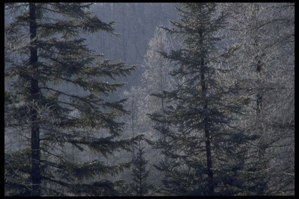 421011 Hoar frost A4 Photo Print