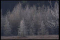 421012 Hoar frost And Tamarac Trees A4 Photo Print