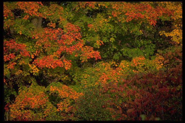 421013 Autumn Leaves A4 Photo Print