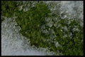 421014 Snow And Moss A4 Photo Print