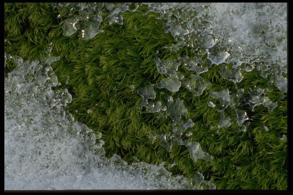 421014 Snow And Moss A4 Photo Print
