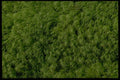 421015 Moss A4 Photo Print