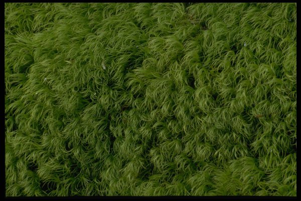 421015 Moss A4 Photo Print