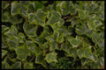 421016 Variegated Ivy And Water Droplets A4 Photo Print