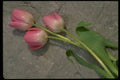 421017 Pink Tulips On Stone A4 Photo Print