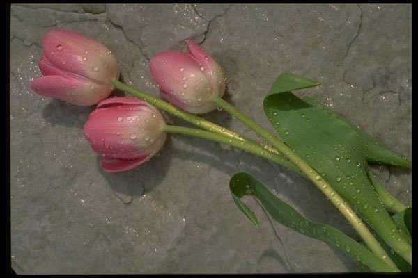 421017 Pink Tulips On Stone A4 Photo Print