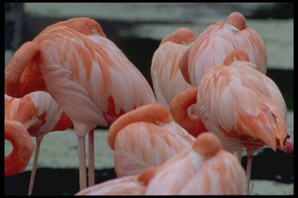 421018 Flamingos A4 Photo Print