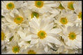 421020 White Daisy Chrysanthemums A4 Photo Print