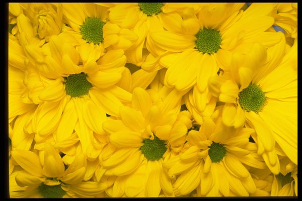 421021 Yellow Daisy Chrysanthemums A4 Photo Print
