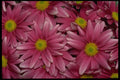 421022 Purple Daisy Chrysanthemums A4 Photo Print
