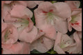 421023 Peach Azalea Blossoms A4 Photo Print