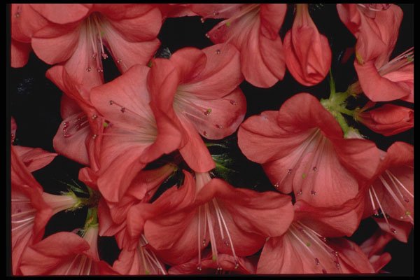 421025 Coral Azalea Blossoms A4 Photo Print