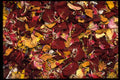 421026 Dried Flower Petals A4 Photo Print