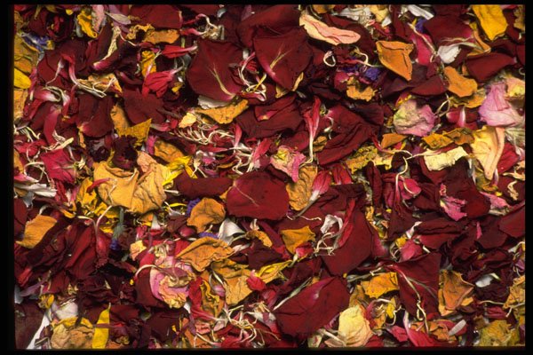 421026 Dried Flower Petals A4 Photo Print