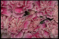 421032 Purple Elegance Miniature Carnations A4 Photo Print