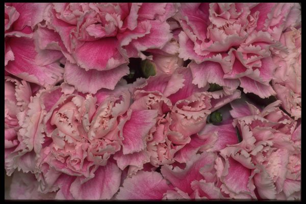 421032 Purple Elegance Miniature Carnations A4 Photo Print