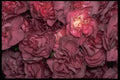 421033 Dusty Rose Miniature Carnations A4 Photo Print