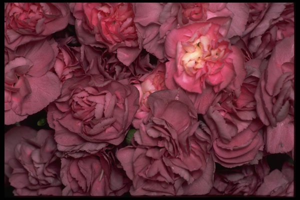 421033 Dusty Rose Miniature Carnations A4 Photo Print