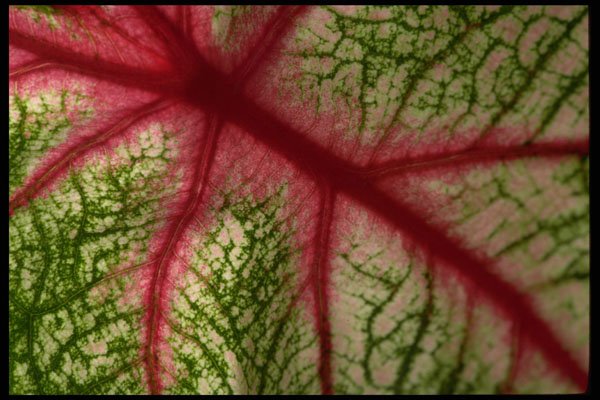 421036 Caladium Leaf A4 Photo Print