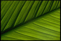 421037 Spathiphyllum Leaf A4 Photo Print