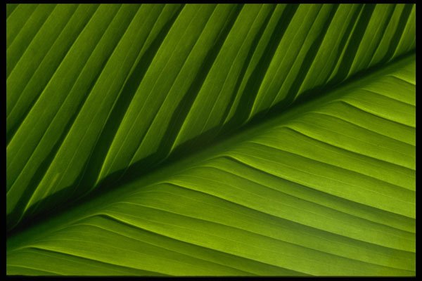 421037 Spathiphyllum Leaf A4 Photo Print