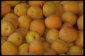 421039 Yellow Plums A4 Photo Print