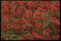 421042 Sumac Leaves In Autumn A4 Photo Print