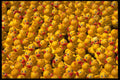 421043 Rubber Ducks A4 Photo Print