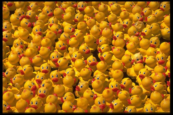 421043 Rubber Ducks A4 Photo Print