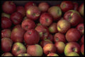 421045 Apples A4 Photo Print