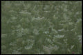 421047 Multi exposure Of Queen Anne's Lace A4 Photo Print