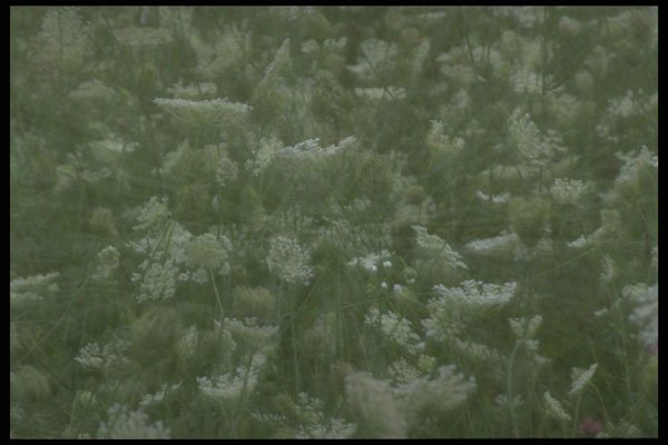 421047 Multi exposure Of Queen Anne's Lace A4 Photo Print