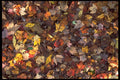 421050 Carpet Of Autumn Leaves A4 Photo Print