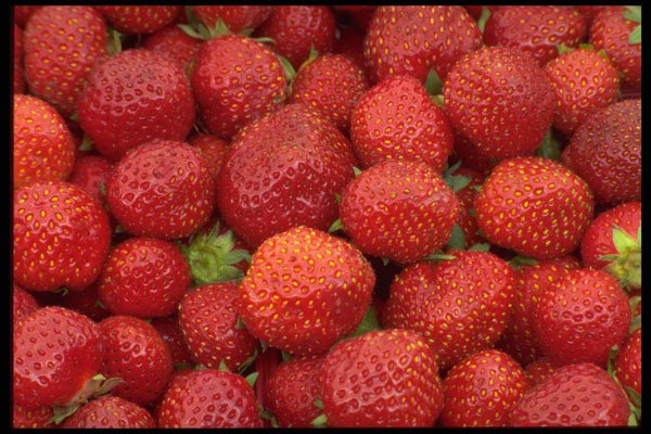 421051 Strawberries A4 Photo Print