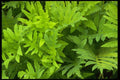421053 Fern And Dew Drops A4 Photo Print