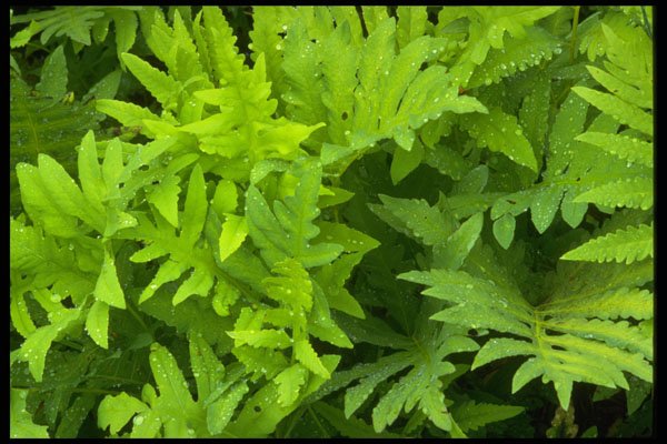 421053 Fern And Dew Drops A4 Photo Print