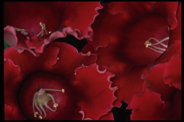 421055 Gloxinia Blossoms A4 Photo Print