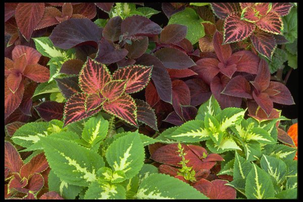 421057 Coleus Leaves A4 Photo Print