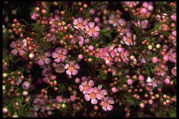 421059 Wax Flower A4 Photo Print