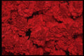 421061 Red Carnations A4 Photo Print